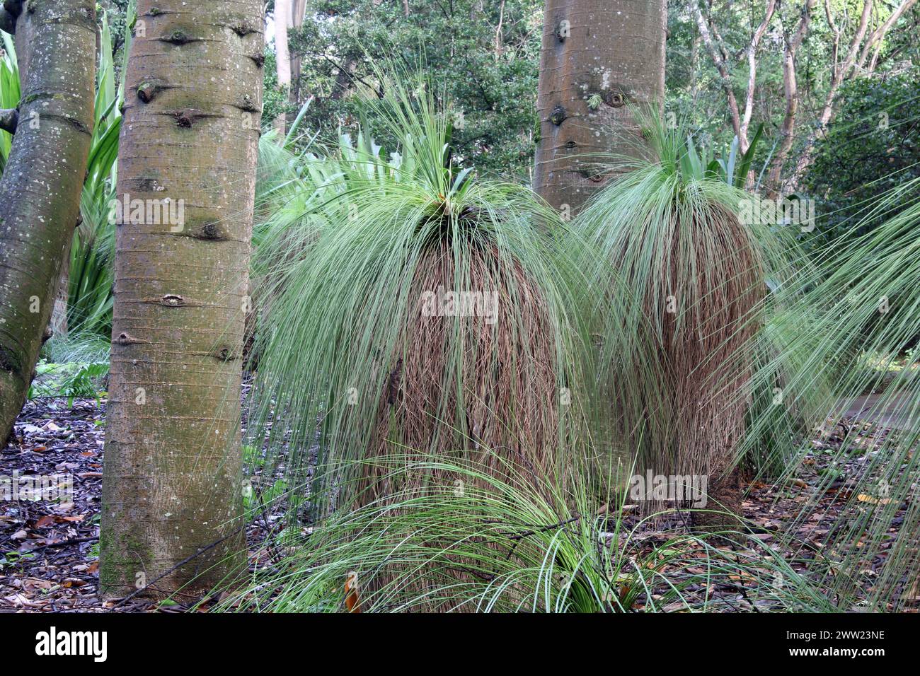 Arbres en herbe et arbres à bouteilles aux jardins botaniques de Tondoon à Gladstone, Queensland, Australie Banque D'Images