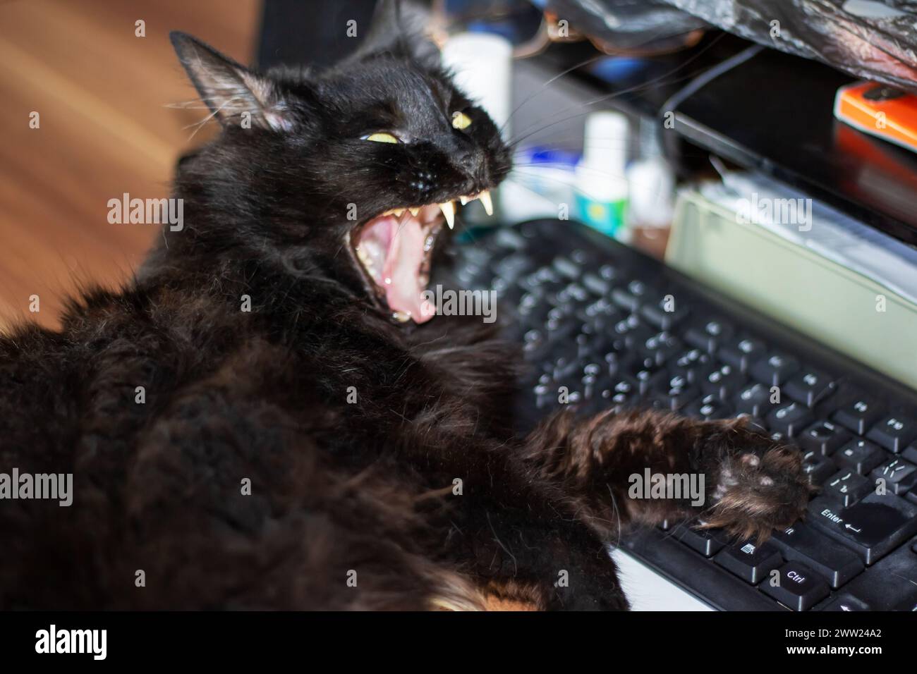 Chat impudent noir allongé sur le clavier de près Banque D'Images