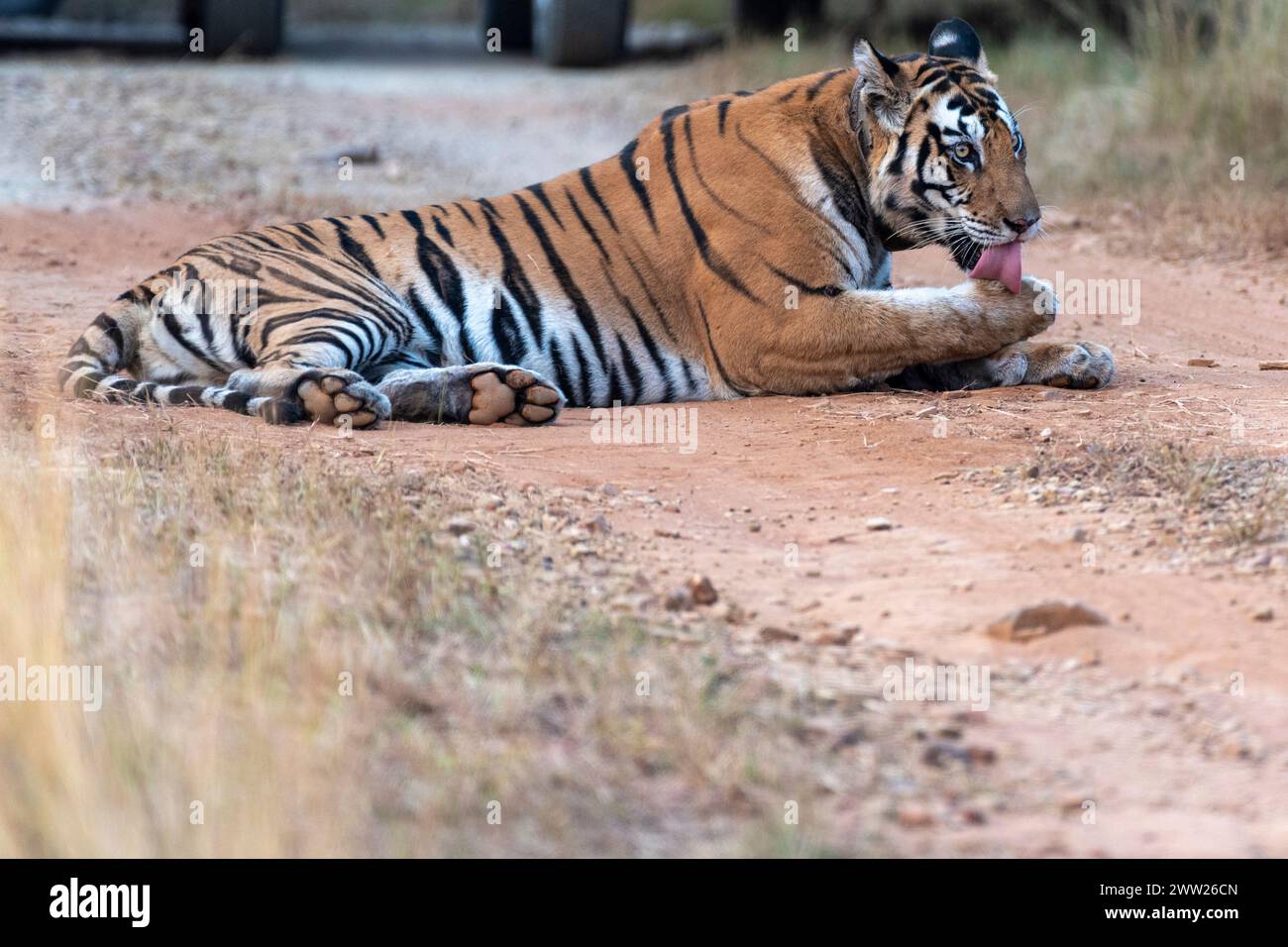 Gros plan d'un tigre au repos sur la route forestière Banque D'Images