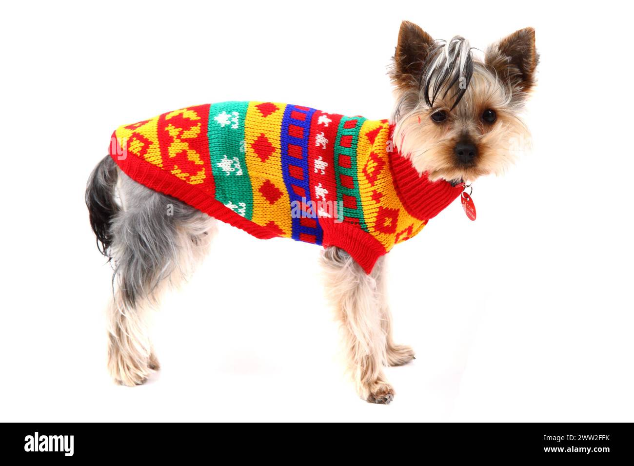 yorkshire terrier habillé en robe de noël isolé sur le fond blanc Banque D'Images