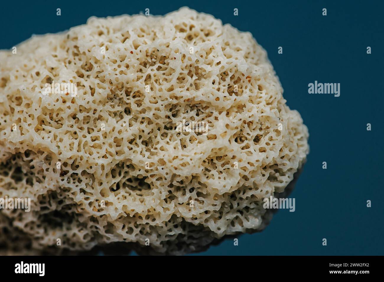 Gros plan texture corail sur la plage, photographie macro, concept environnemental, Thaïlande. Banque D'Images