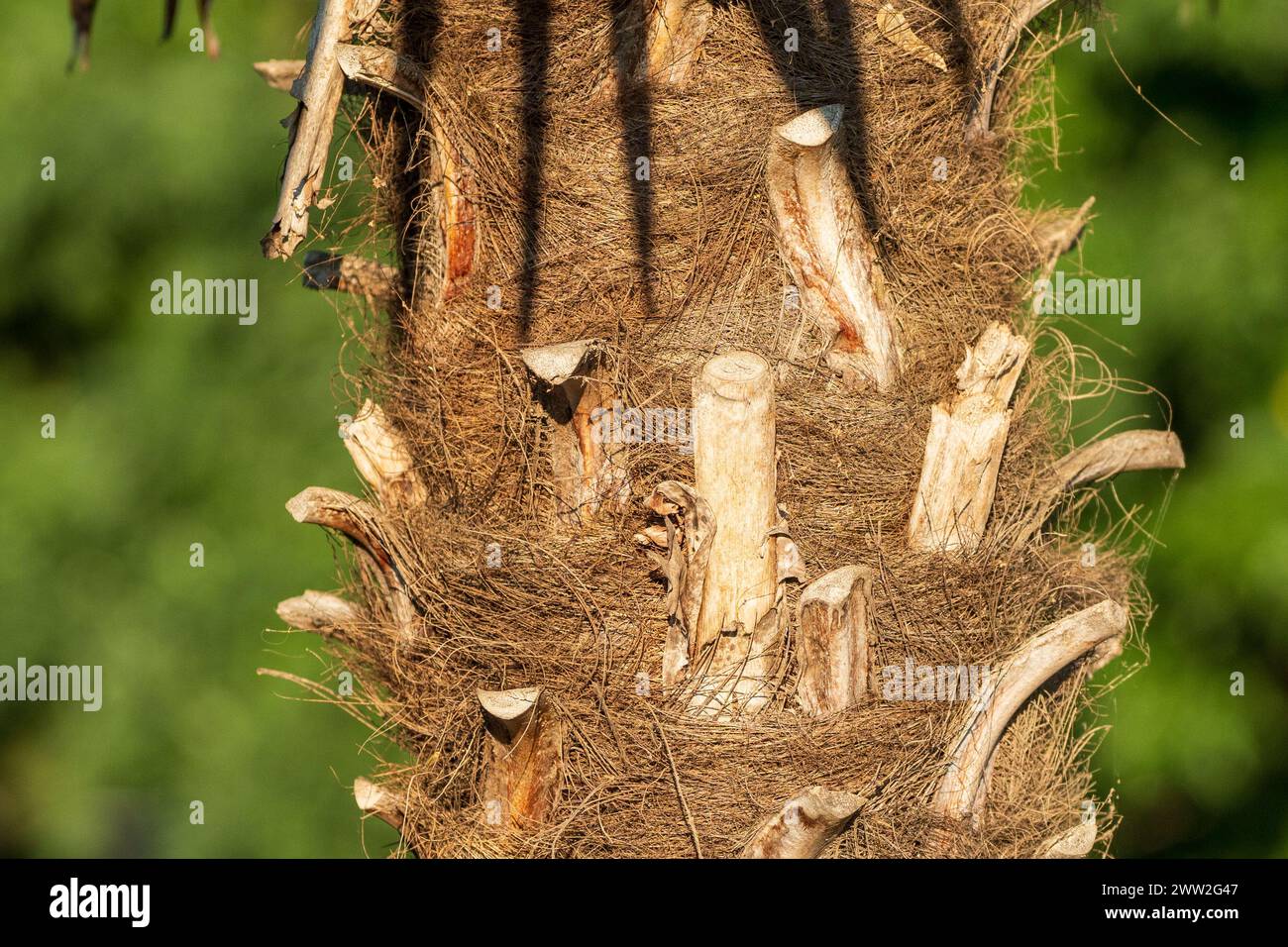Tranquillité embrassée par le soleil. Plante de palmier en gros plan, au milieu de la splendeur verte. Banque D'Images