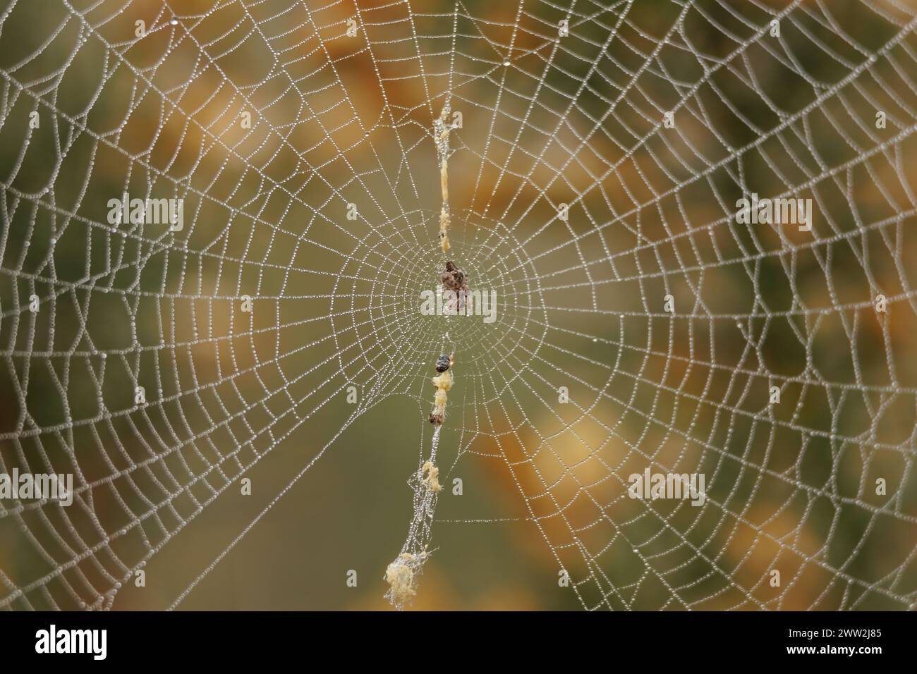 Petite araignée (araneus diadematus) rétrécie par le froid et les gouttes d'eau partout sur sa toile d'araignée avec le fond hors foyer, Alcoy, Espagne Banque D'Images