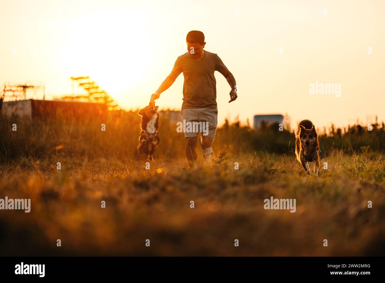 chien heureux sauter et attrape des friandises pour chien sur la main de son propriétaire pendant le coucher du soleil. PET et concept de famille. Banque D'Images