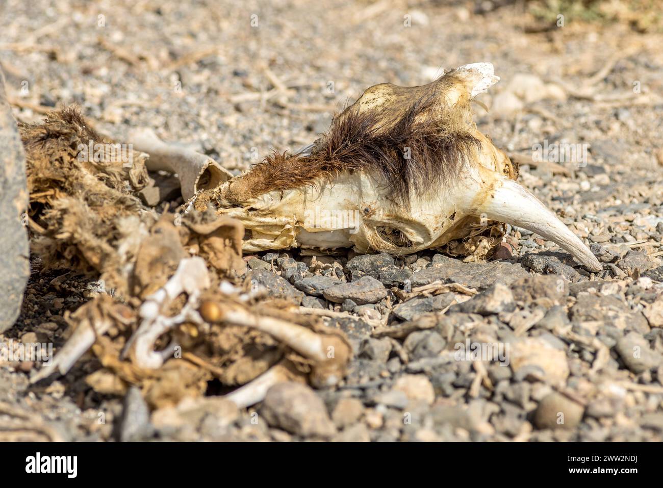 Restes d'une chèvre sauvage morte Banque D'Images