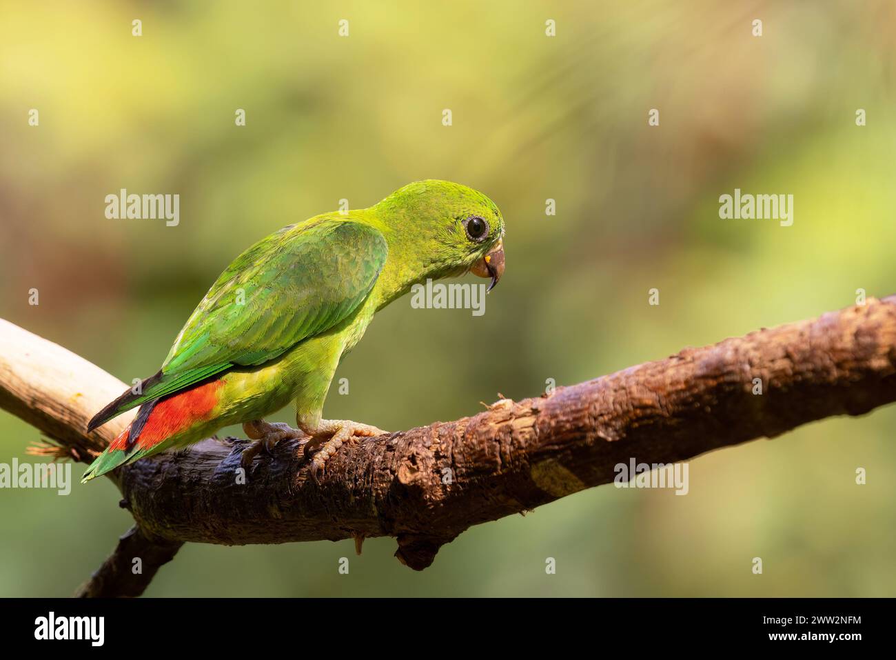 Perroquet suspendu à couronnes bleues (Loriculus galgulus) femelle perchée sur une branche. Banque D'Images