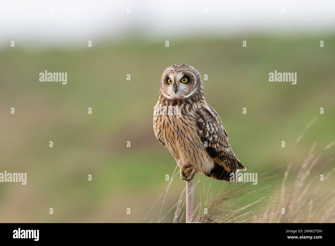Chouette à oreilles courtes (Asio flammeus) perchée sur une lande, Yorkshire, Angleterre. Banque D'Images