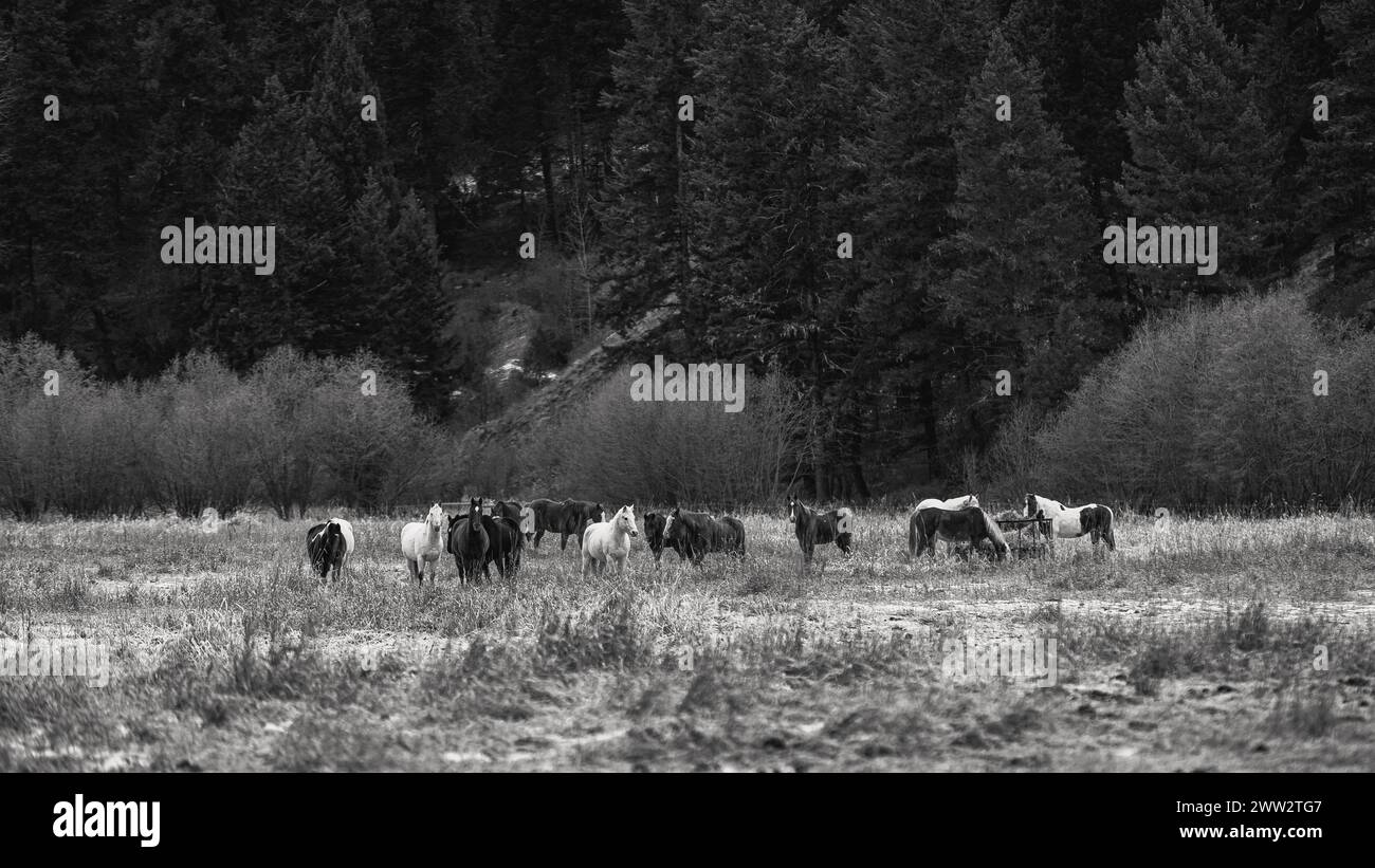 Les chevaux dans l'ouest enneigé du Montana Banque D'Images