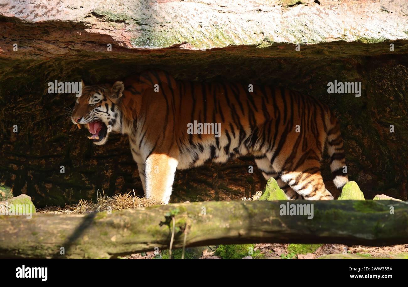 Nürnberg, Tiergarten, Zoo, Bayern, Zoo de Nürnberg, zoo du tigre, Tiger, Raubkatze, Raubkatzen. Zoo de Schöner à Nürnberg Banque D'Images