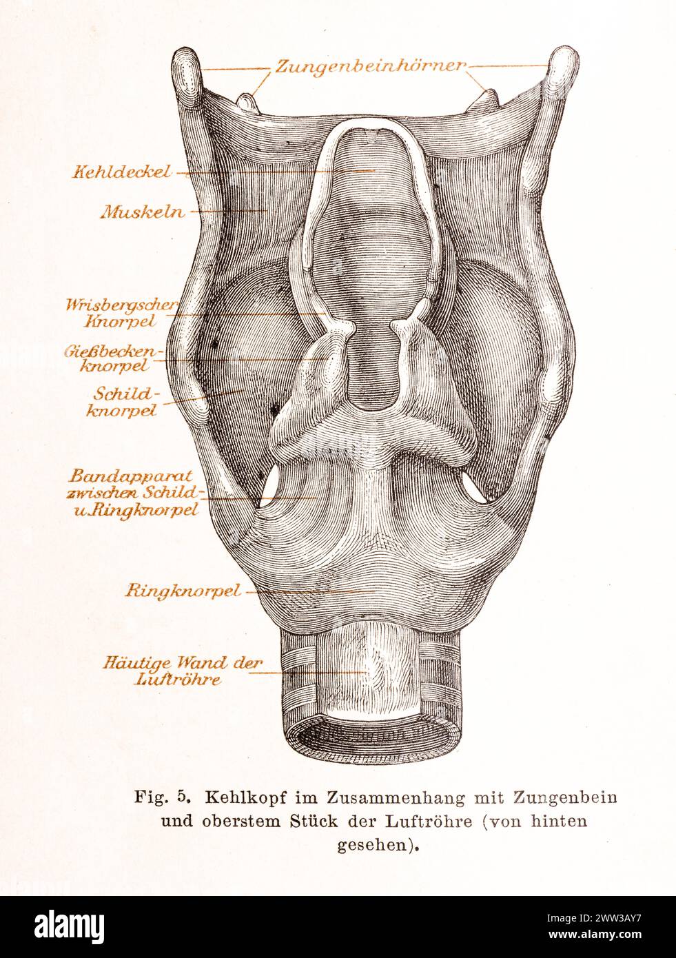 Médecine, anatomie, illustration, dessin montre en détail le larynx humain en liaison avec l'os hyoïde et la partie supérieure de l'œsophage, avec Banque D'Images