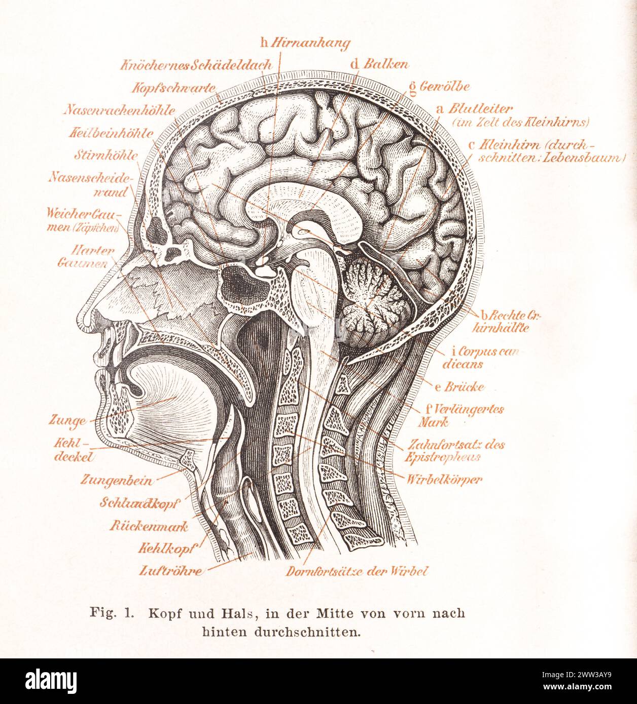 Médecine, anatomie, illustration d'une coupe de la tête humaine avec bouche, nez, pharynx, cerveau (cerveau) et cou avec marquage, trachée Banque D'Images