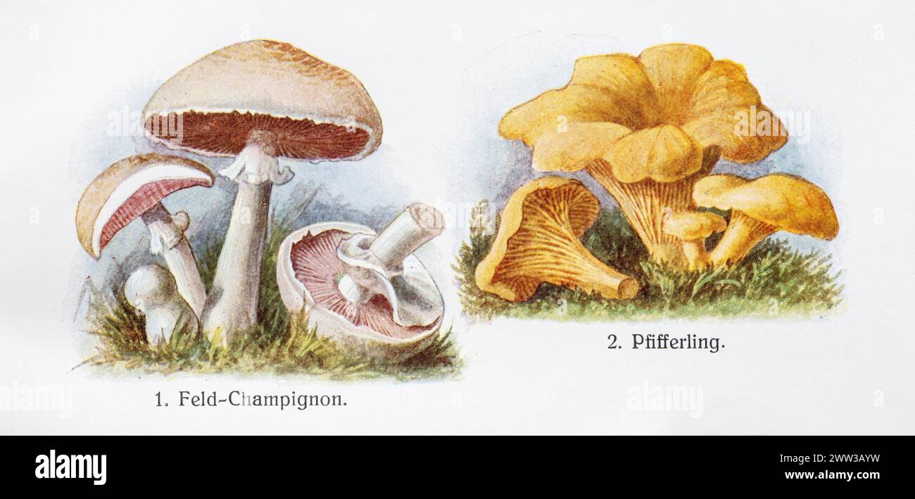 Dessins de champignons comestibles, champignon de champ (Agaricus campestris), également connu sous le nom de champignon de champ, champ gerling ou prairie gerling, chanterelle Banque D'Images