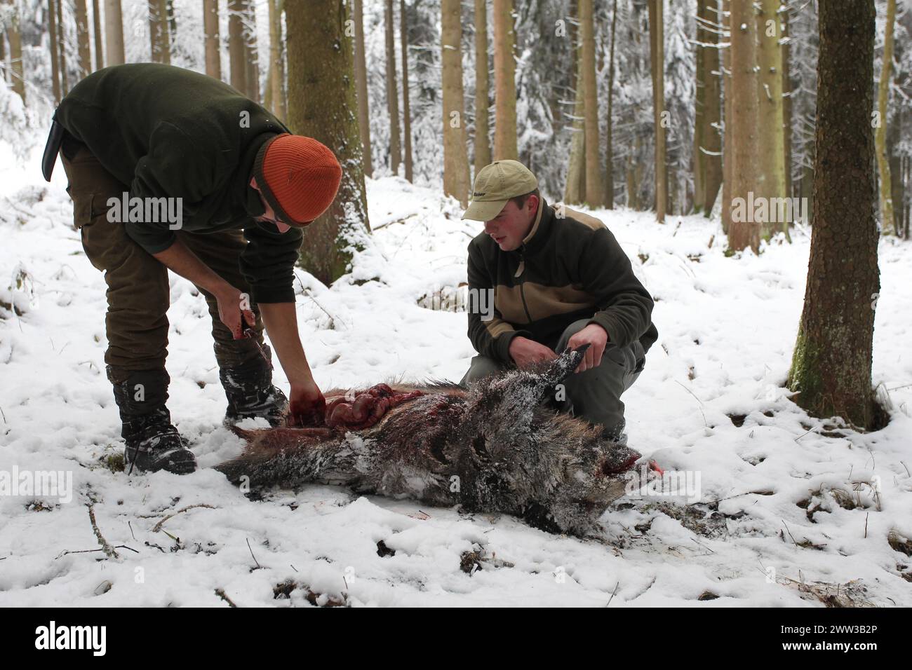 Chasse au sanglier, chasseurs démantelant un sanglier (sus scrofa) dans la neige, Allgaeu, Bavière, Allemagne Banque D'Images