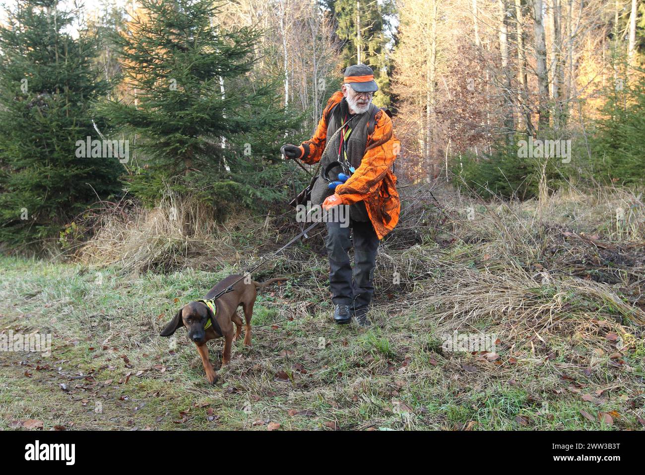 Guide de chasse au sanglier (sus scrofa) en vêtements de sécurité avec chien de chasse chien de montagne bavarois, Allgaeu, Bavière, Allemagne Banque D'Images