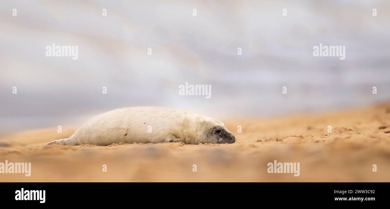 Un jeune phoque reposant sur la plage de sable, regardant au loin Banque D'Images