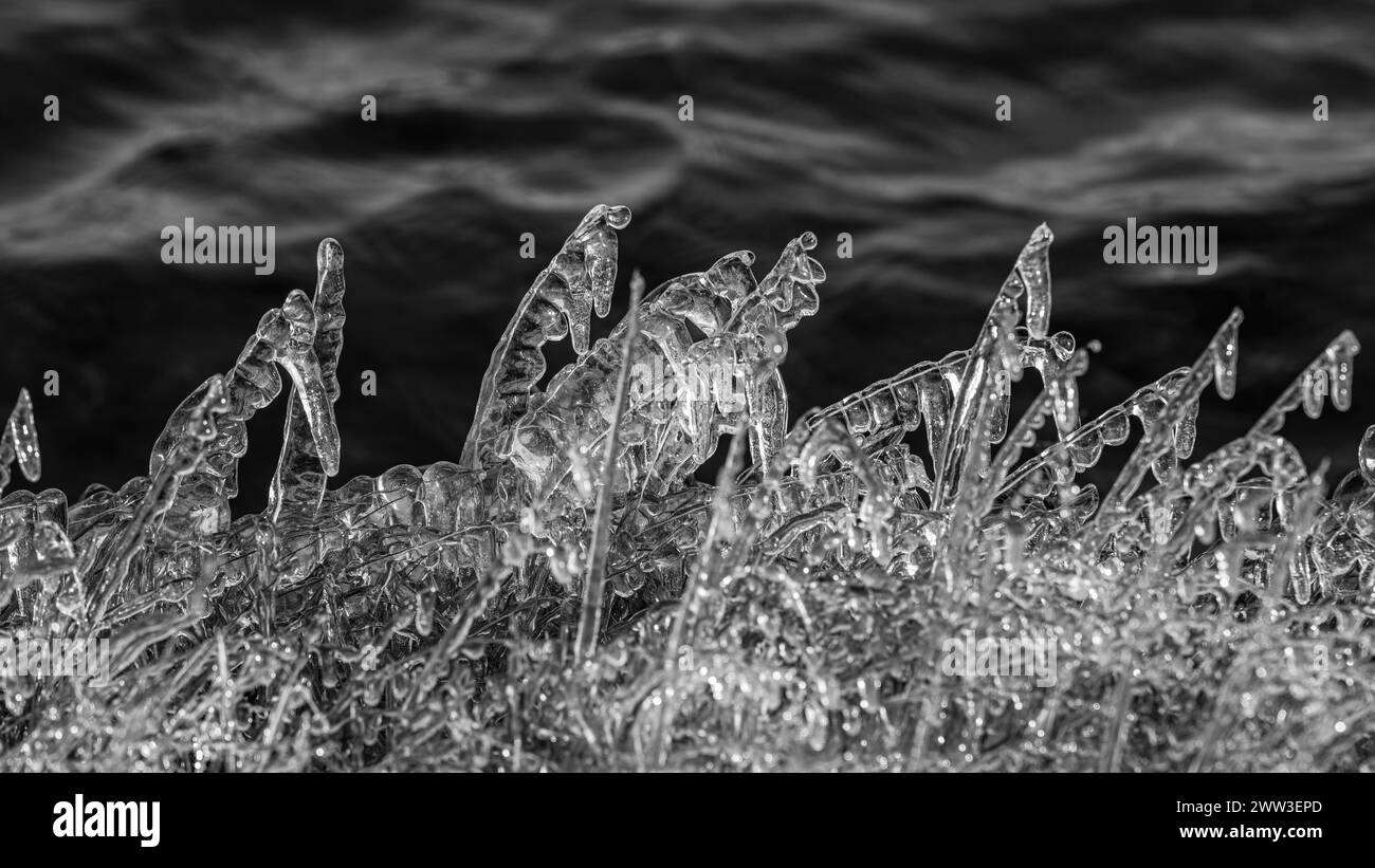 Herbes glacées le long de la rivière, photo noir et blanc, réserve naturelle de Fjallabak, Sudurland, Islande Banque D'Images