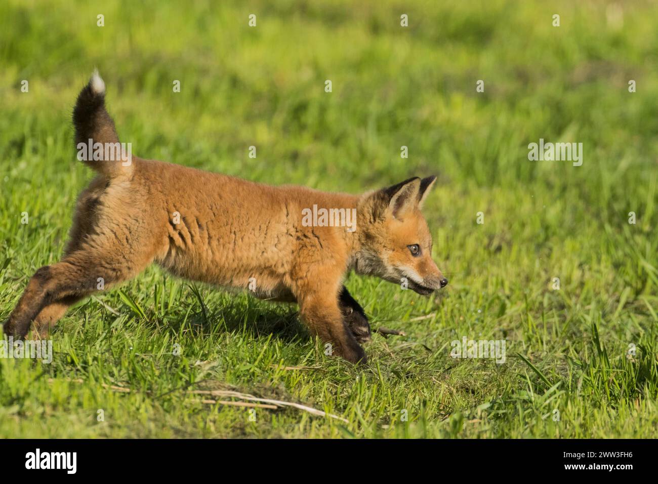 Renard roux. Vulpes vulpes. Ourson de renard roux courant dans un pré. Province de Québec. Canada Banque D'Images