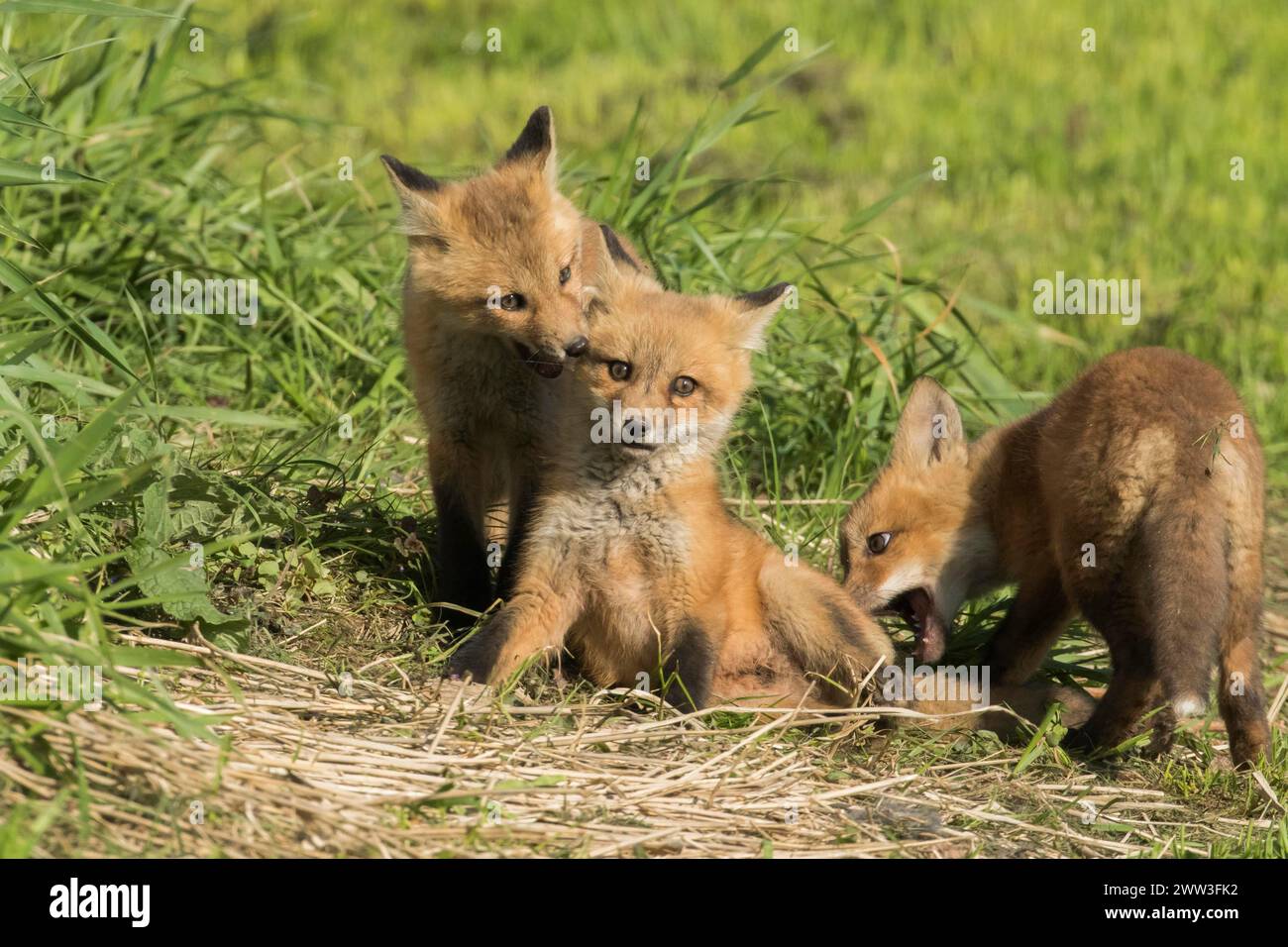 Renard roux. Vulpes vulpes. Oursons de renard roux jouant ensemble dans un pré. Province de Québec. Canada Banque D'Images