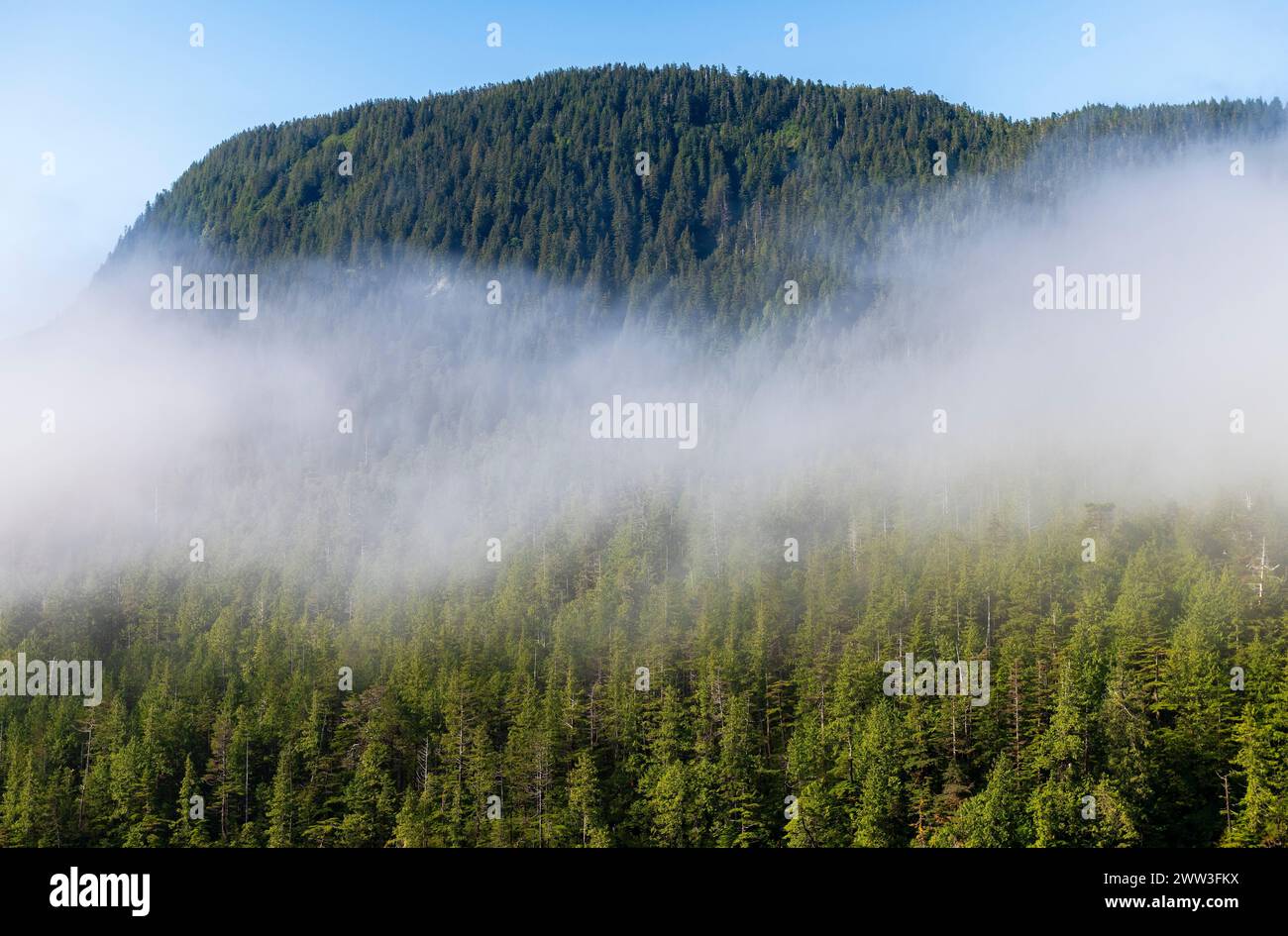 Forêt de pins et de cèdres dans le brouillard, croisière Inside passage entre Prince Rupert et Port Hardy, île de Vancouver, Colombie-Britannique, Canada. Banque D'Images