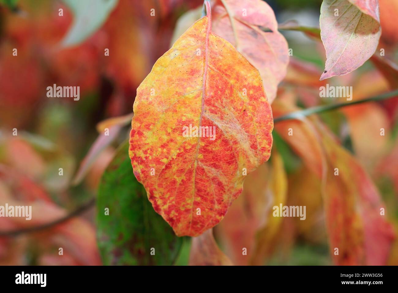 Cornouiller de Kousa (Cornus kousa), feuilles rouges, Rhénanie du Nord-Westphalie, Allemagne Banque D'Images