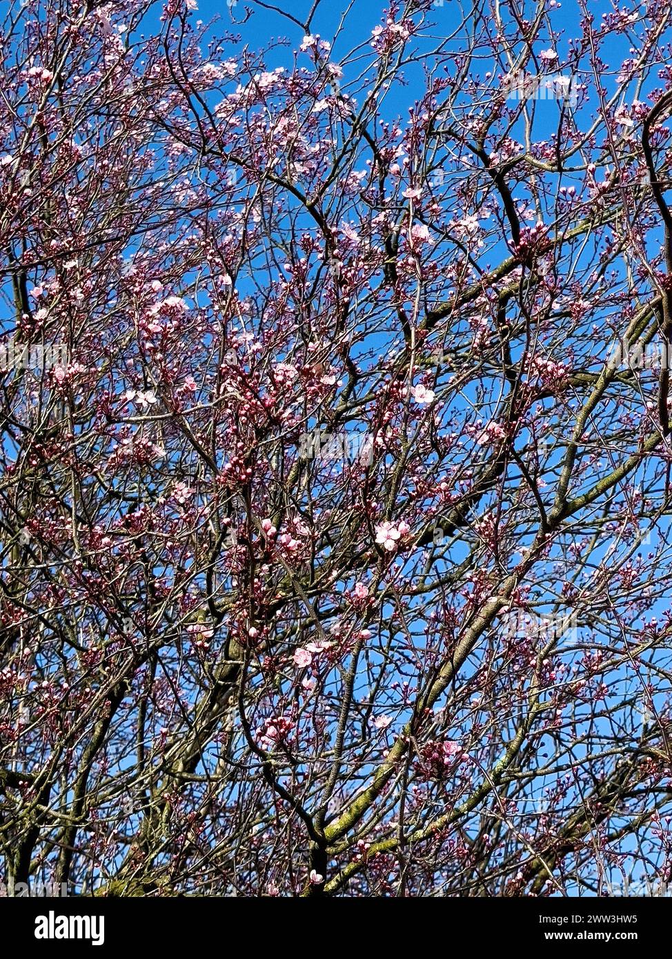 Grand arbuste arbuste myrobolane (Prunus cerasifera) germes de prune de sang Nigra tosa fleurit au début du printemps, derrière Blue Sky, Allemagne Banque D'Images