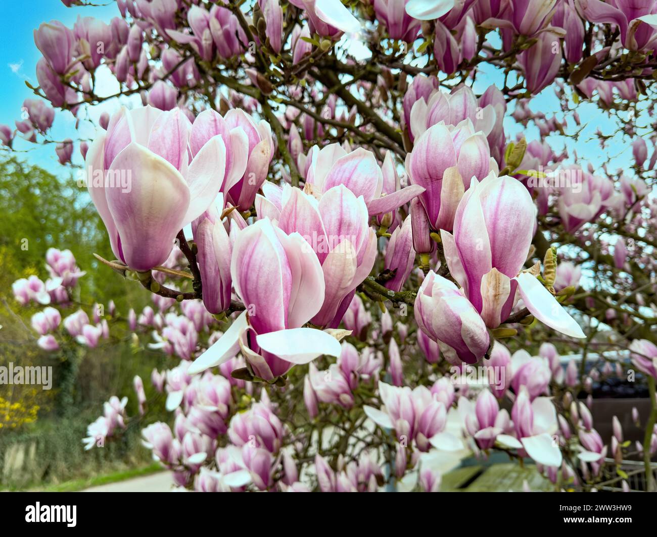 Rose rose rose rose rose fleurs de magnolia chinois (Magnolia x soulangeana) croisement entre magnolia chinois de Yulan (Magnolia denudata) et magnolia de mulan Banque D'Images