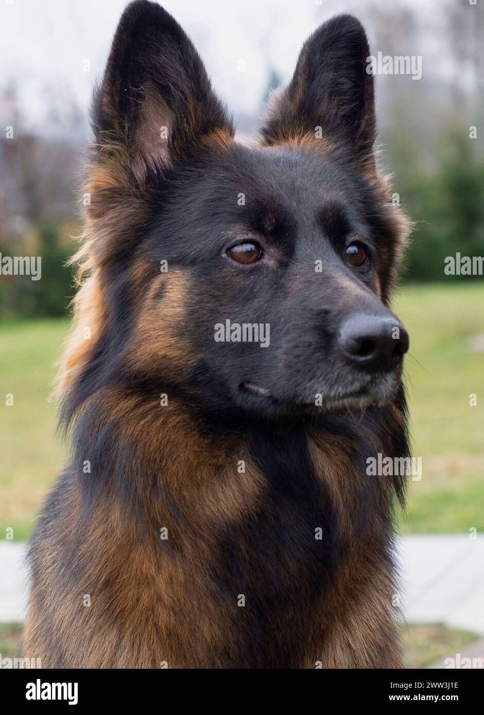 Portrait allemand de Shepperd au printemps Banque D'Images