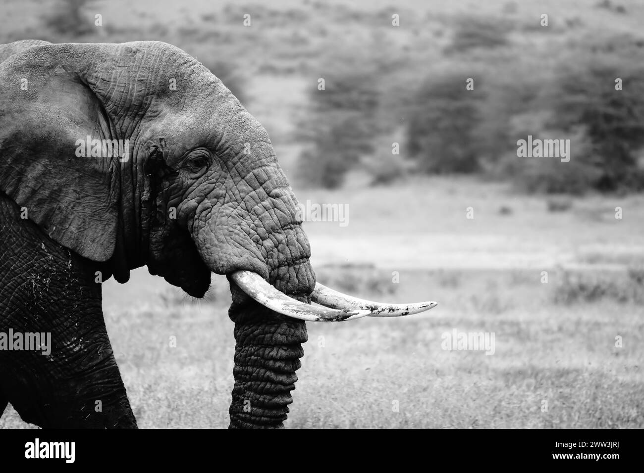 Éléphant de taureau d'Afrique B&W (Loxodonta africana) Banque D'Images
