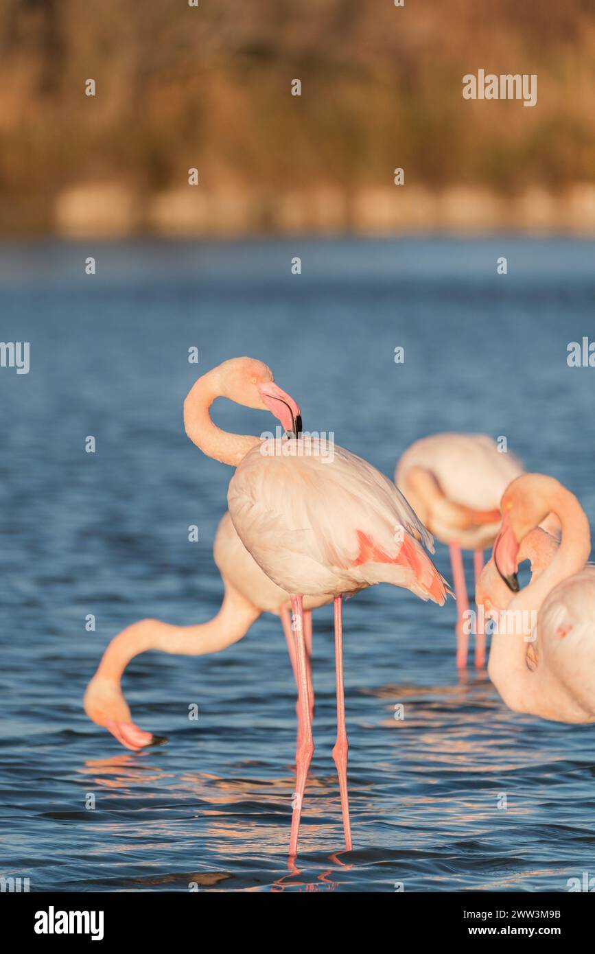 Flamant rose sauvage dans le parc naturel de Camargue Banque D'Images