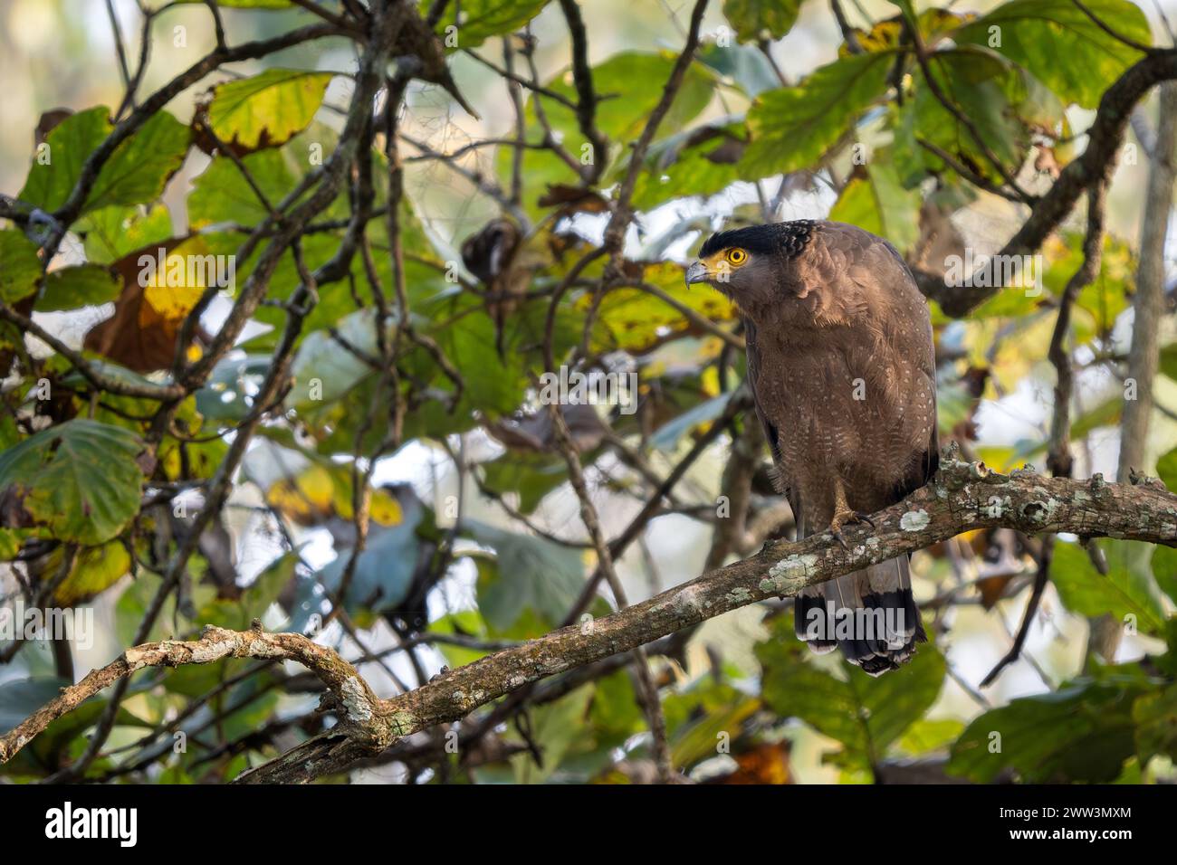 Serpent-Aigle à crête - Spilornis cheela, bel oiseau de proie coloré des forêts et des zones humides asiatiques, réserve de tigres de Nagarahore, Inde. Banque D'Images