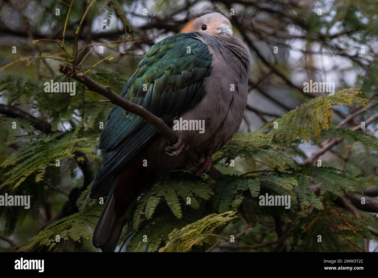 Grand pigeon impérial vert reposant sur la branche сonifer. Banque D'Images