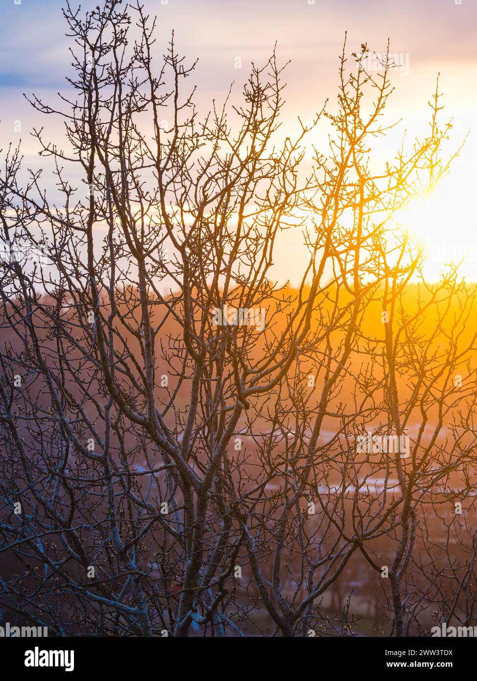 Le soleil se couche en arrière-plan, projetant une lueur chaude sur un arbre sans feuilles en Suède. La silhouette de l'arbre se détache sur le ciel coloré Banque D'Images