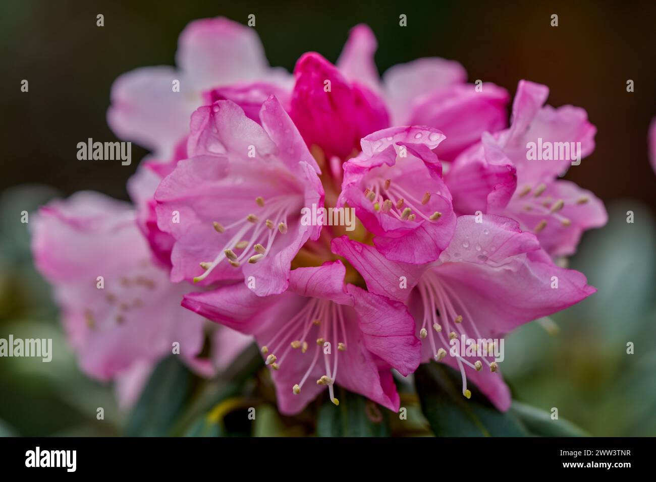 Floraison précoce du rhododendron printanier Banque D'Images
