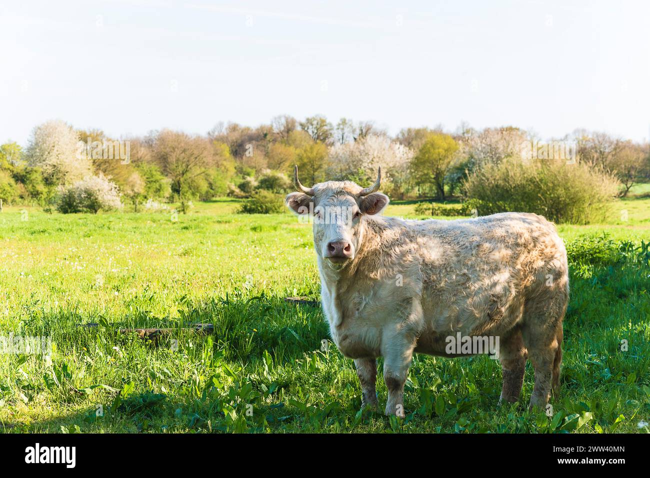 bull charolais sur un pâturage vert Banque D'Images