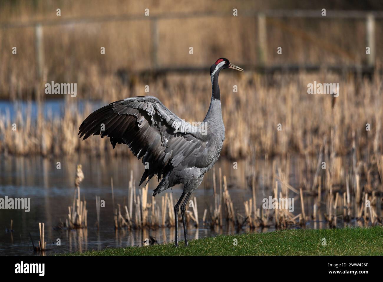 Grue oiseau (Grus grus) danse Banque D'Images