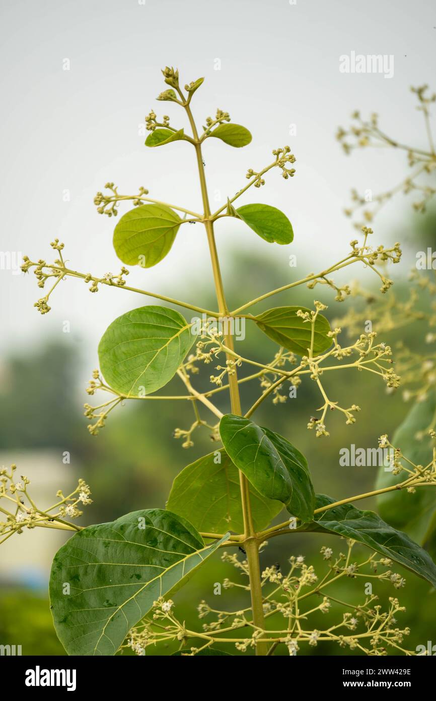 Il peut pousser jusqu'à une hauteur de 30 m à 40 M. les branches de l'arbre sont généralement brun grisâtre. Les feuilles sont de forme ovale-elliptique et peuvent grandir Banque D'Images