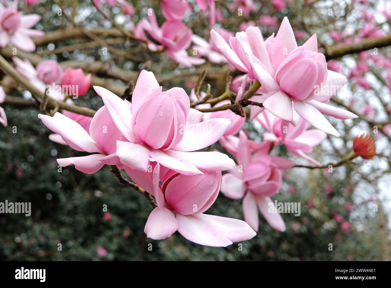Magnolia campbellii rose, ou magnolia Campbell en fleur. Banque D'Images