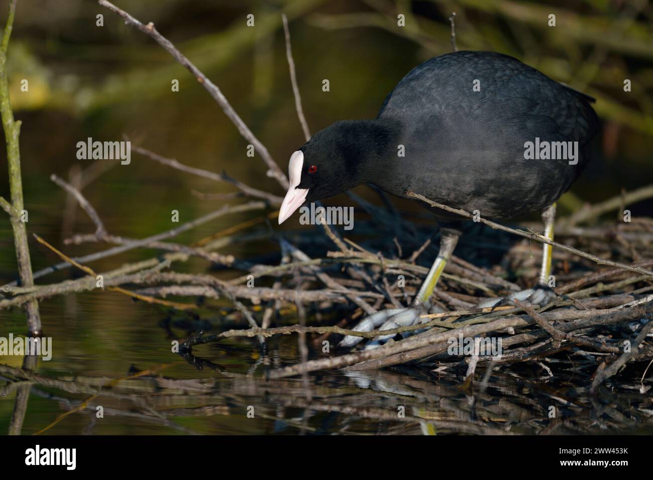 Coot noir / Coot / Coot eurasien ( Fulica atra ) construction de son nid, nidification, construction de nids sous les buissons près du bord de l'eau, faune, Europe. Banque D'Images