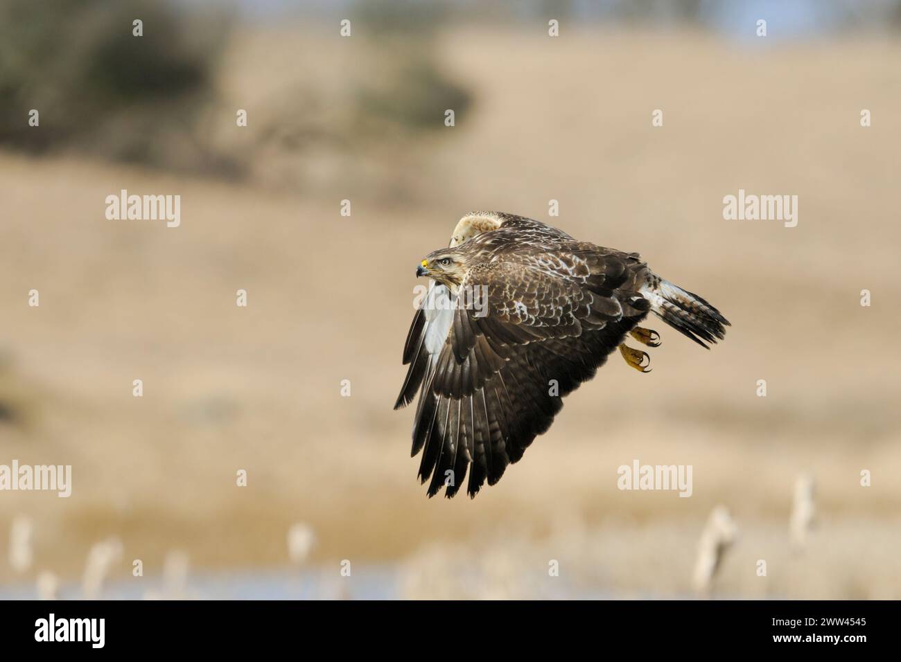 Buzzard commun / Buzzard ( Buteo buteo) en vol au-dessus des zones humides, widlife, Europe. Banque D'Images