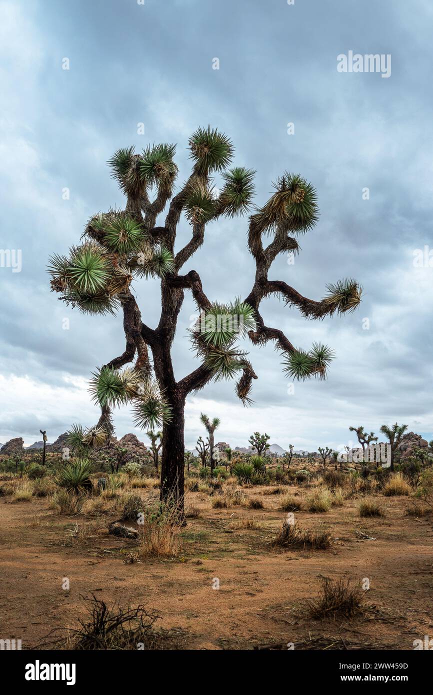 Parc national de Joshua Tree paysage, ciel spectaculaire avec des nuages, Californie Banque D'Images