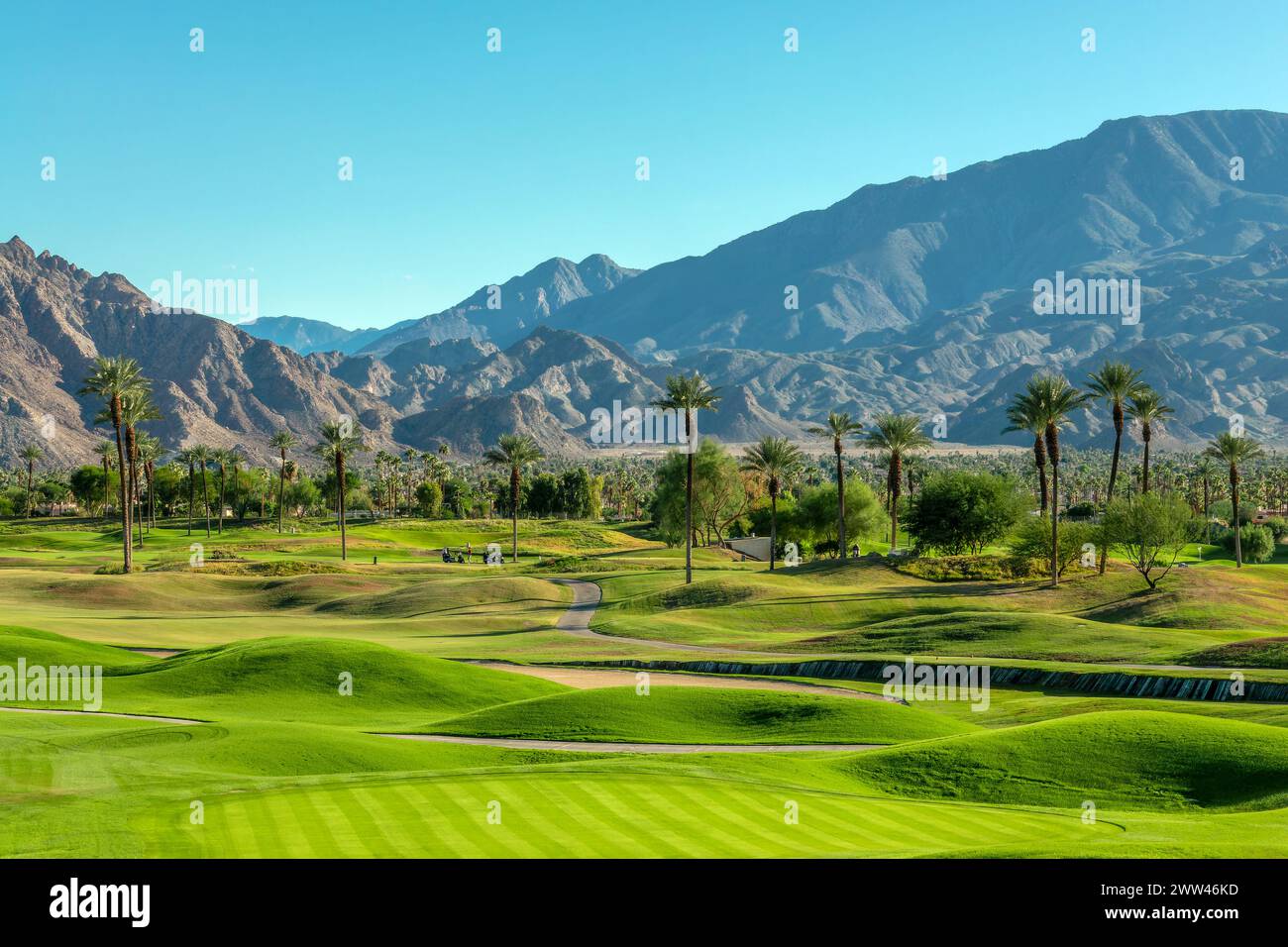Pelouse verte et palmiers sur un parcours de golf à Palm Springs, Californie Banque D'Images