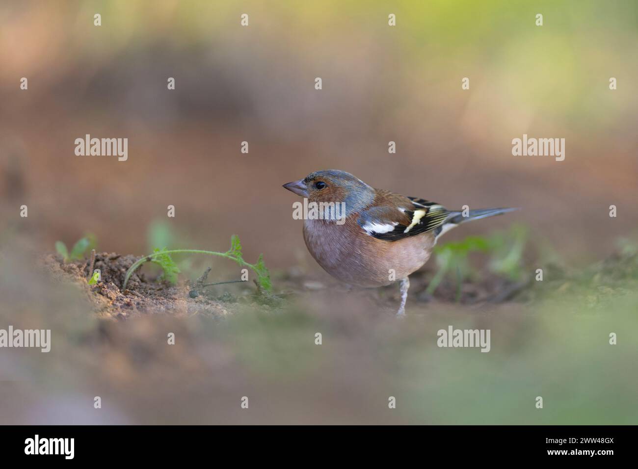 Chaffinch eurasien. Chaffinch mâle (Fringilla coelebs) dans la neige. Les Chaffinches sont des oiseaux non migrateurs qui mangent principalement des graines. On les trouve en garde Banque D'Images