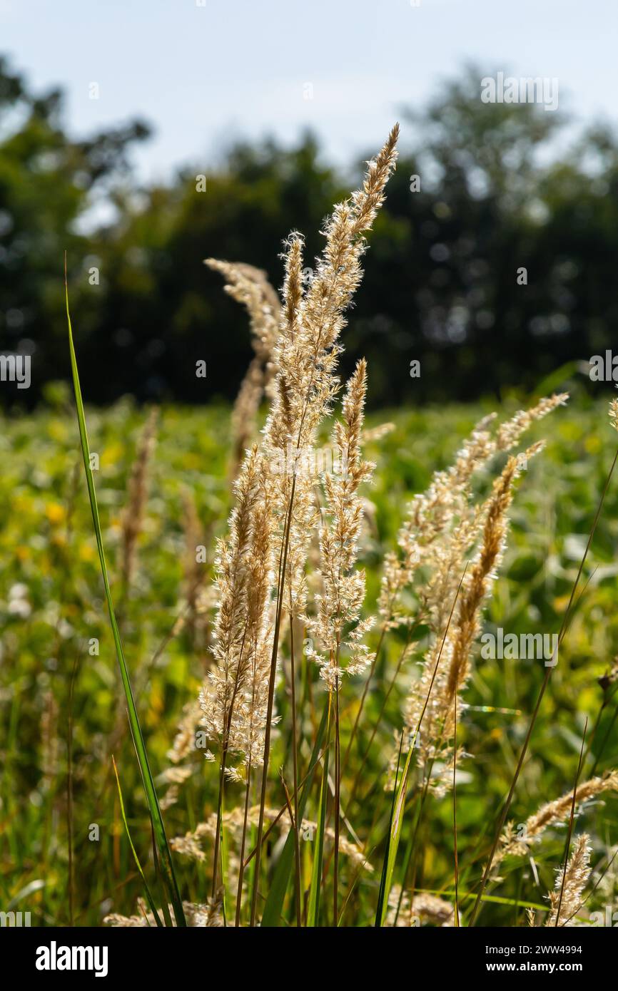 Inflorescence du bois petit roseau Calamagrostis épigejos sur un pré. Banque D'Images