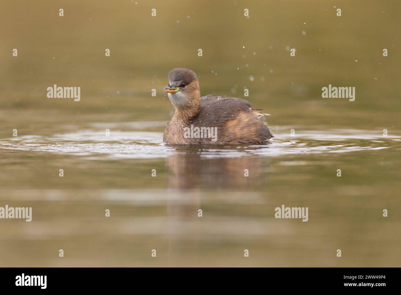 Petit Grebe (Tachybaptus ruficollis) dans un étang. Photographié en Israël en décembre Banque D'Images