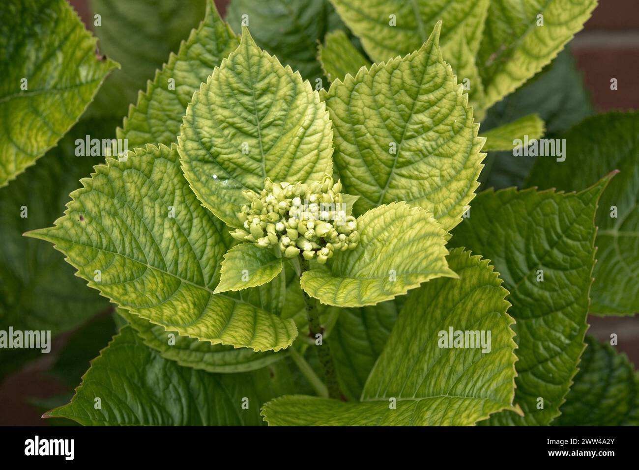 La chaux a induit une carence en fer causant un jaunissement et une chlorose sur les feuilles d'une Hydrangea macrophylla dans le bourgeon floral, Berkshire, août Banque D'Images