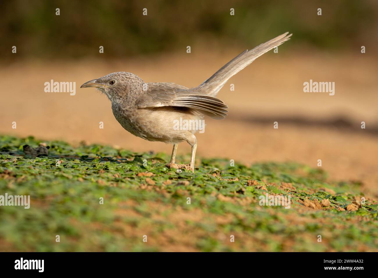 Babbler arabe sur le sol le babbler arabe (Argya squamiceps) est un oiseau passereau. C'est un oiseau résident de nidification communautaire de broussailles arides en th Banque D'Images