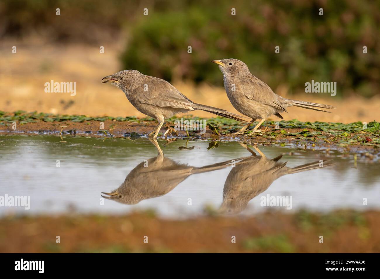 Babbler arabe près de l'eau le babbler arabe (Argya squamiceps) est un oiseau passereau. C'est un oiseau résident de nidification communautaire de broussailles arides dans le M. Banque D'Images