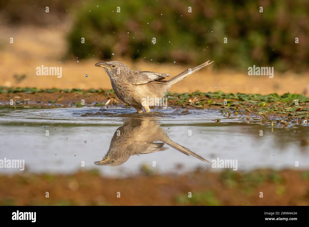 Babbler arabe près de l'eau le babbler arabe (Argya squamiceps) est un oiseau passereau. C'est un oiseau résident de nidification communautaire de broussailles arides dans le M. Banque D'Images