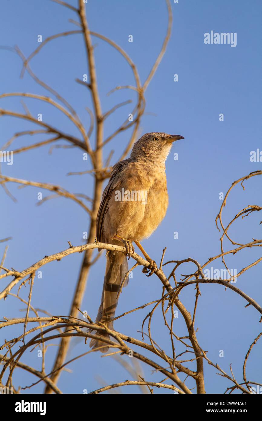 Babbler arabe perché sur un arbuste le babbler arabe (Argya squamiceps) est un oiseau passereau. C'est un oiseau résident de nidification communautaire de broussailles arides Banque D'Images