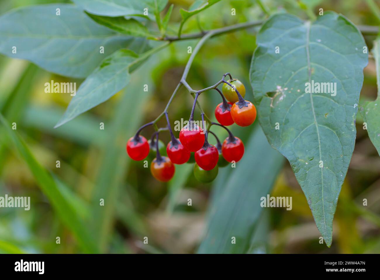 Baies rouges de l'ombre de nuit boisée, également connu sous le nom de doux-amer, Solanum dulcamara vu en août. Banque D'Images